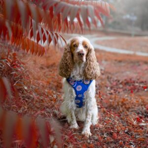 szelki bezuciskowe seoul harmony Freddie and Wolf pressure free harness niebieskie blue