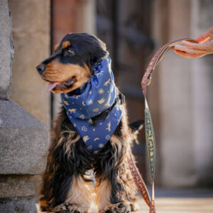 smycz szelki snood obroża słowiański las bordo zielony szafir freddie and wolf slavic forest leash and dog harness and snood dark red green and blue