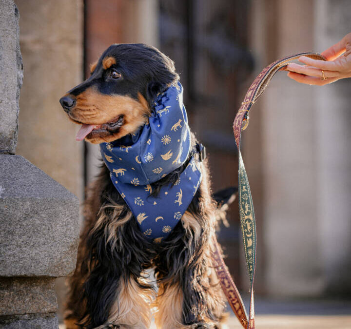 Dlaczego psy z długimi uszami chodzą w snood-ach?
