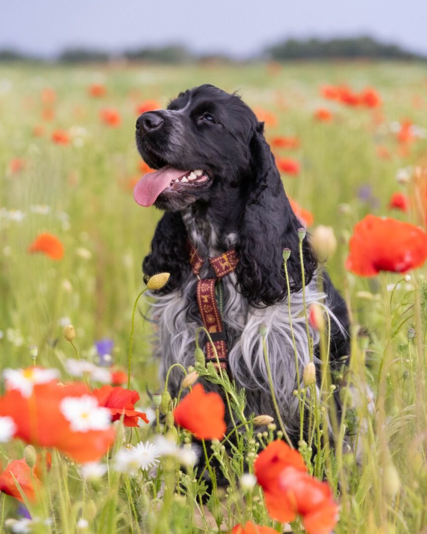 Szelki guard słowiański las bordowe dog harness slavic forest dark red