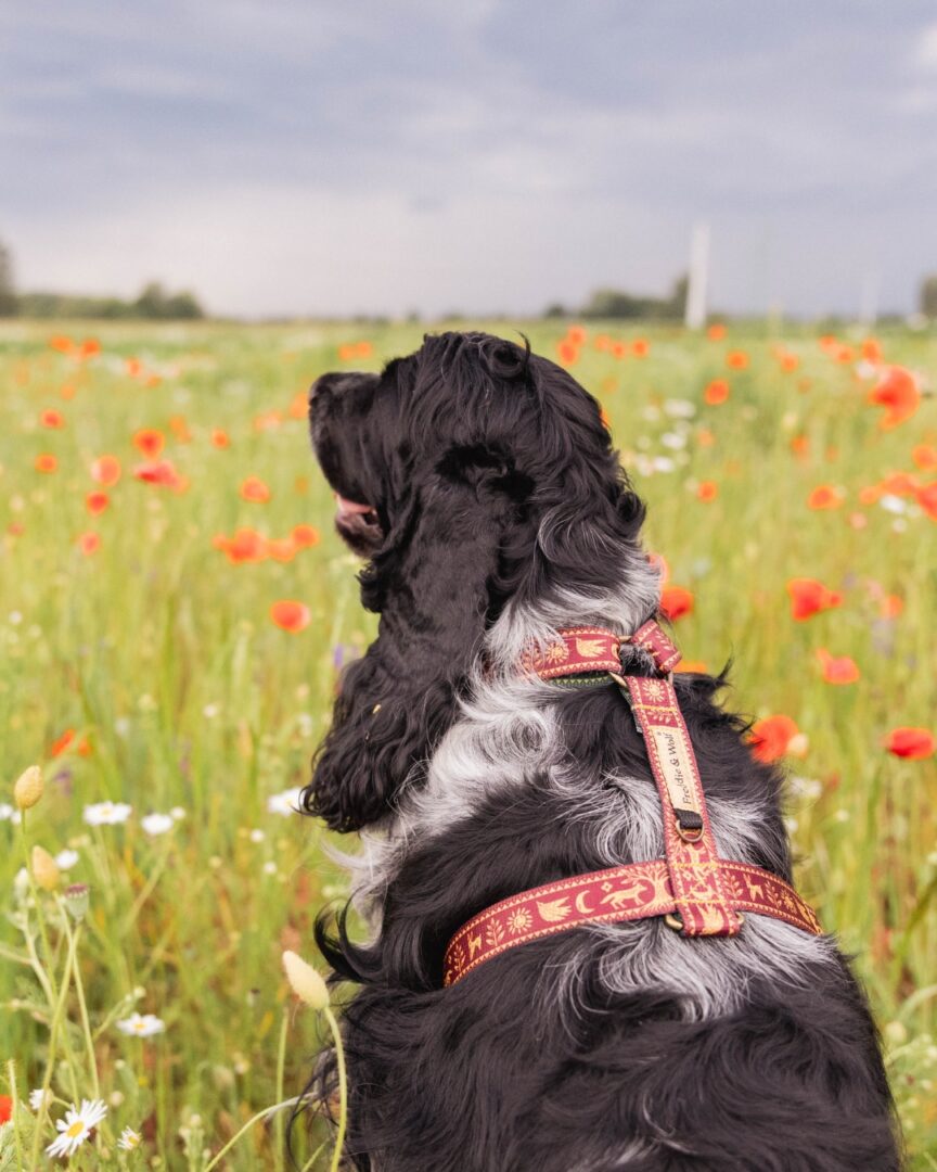 Szelki guard słowiański las bordowe dog harness slavic forest dark red