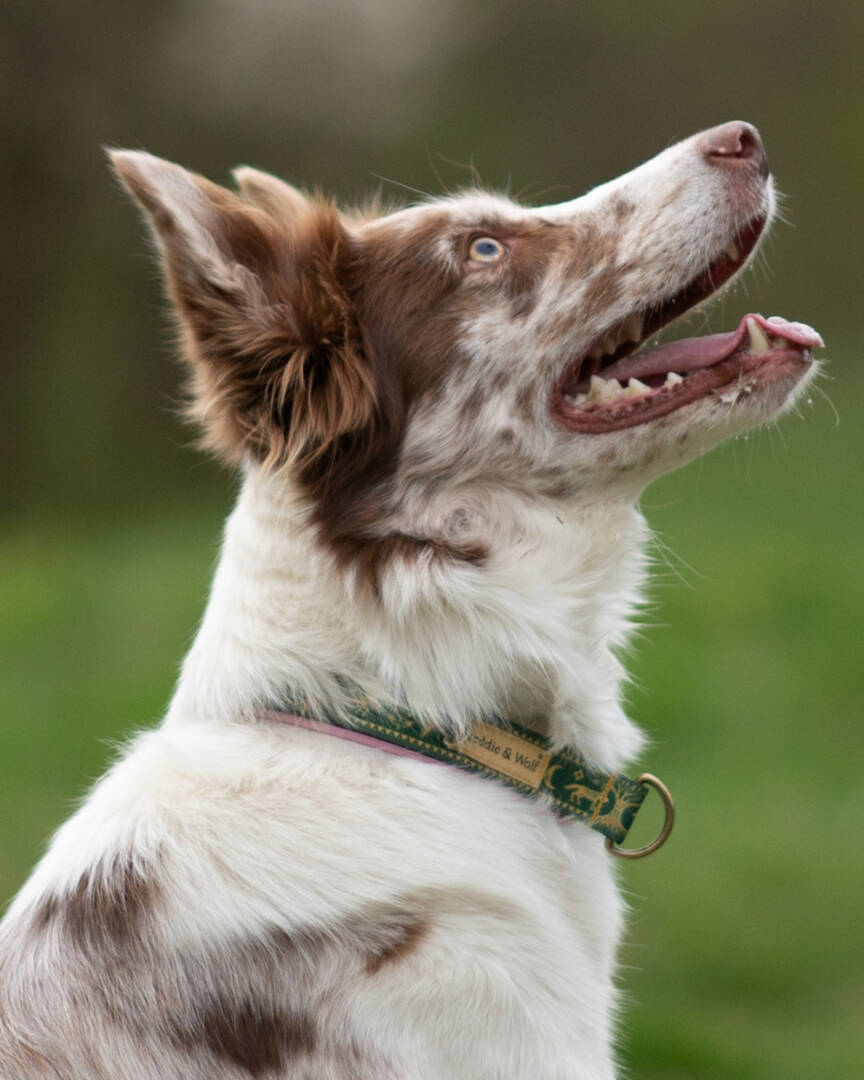 słowiański las obroża slavic forest dog collar słowiański i las border collie slavic forest collar obroża dla psa