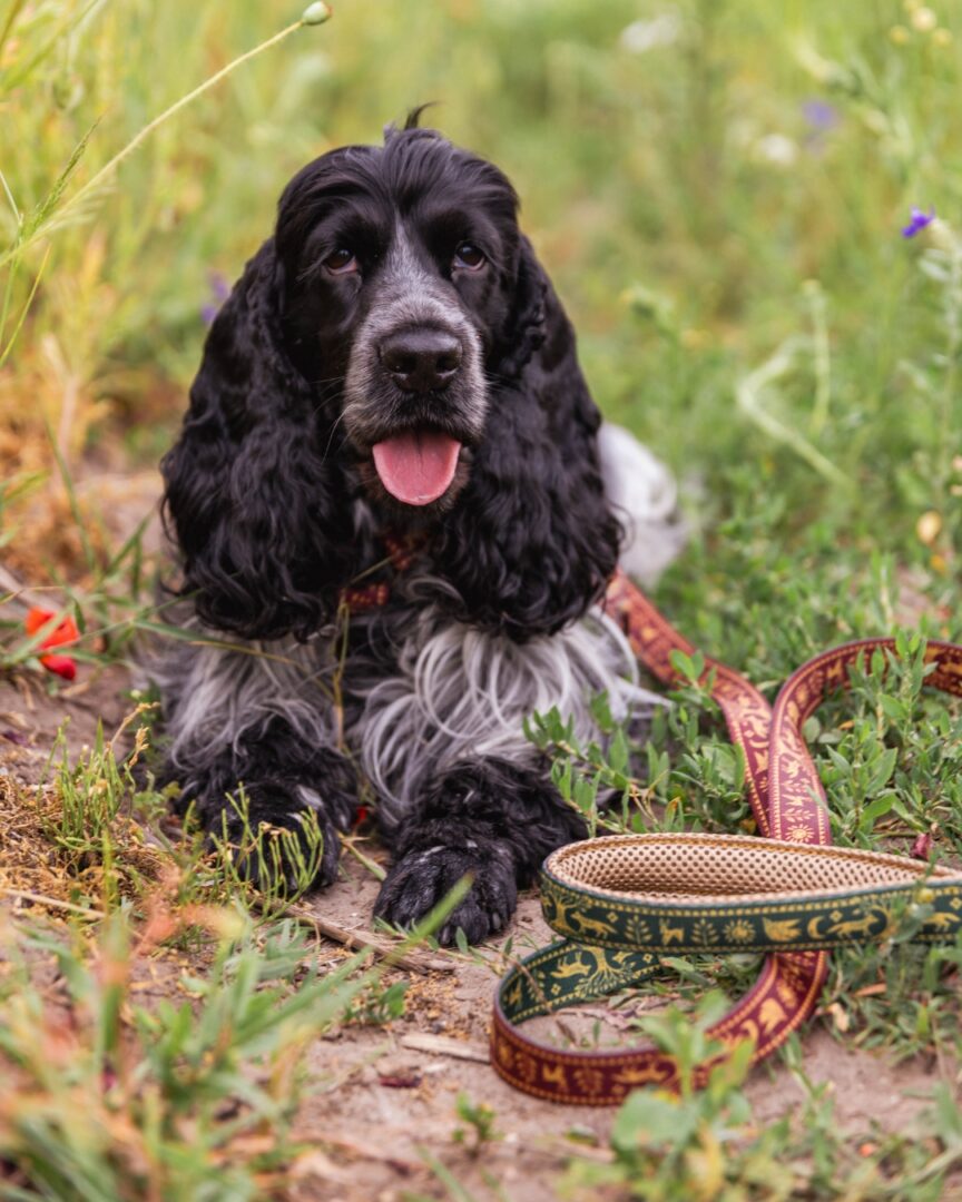 Smycz miejska słowiański las bordowe dog leash slavic forest dark red