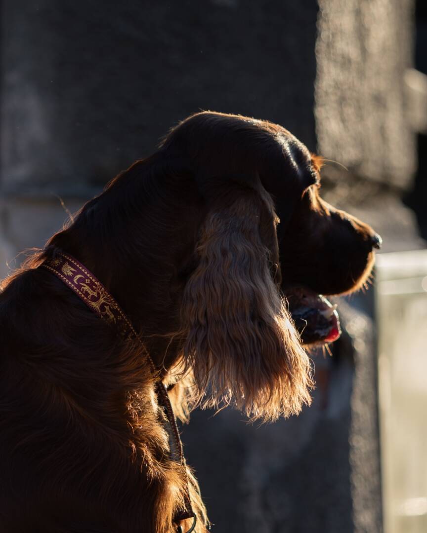 snood smycz obroża slowianski las slavic forest fredie and wolf (2) snood smycz obroża slowianski las slavic forest fredie and wolf