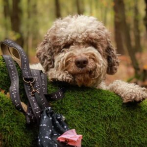 mokosz czarna smycz obroża lagotto romagnolo dog black leash collar mokosh freddie and wolf (1)