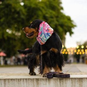 smycz miejska mokosz black cocker spaniel