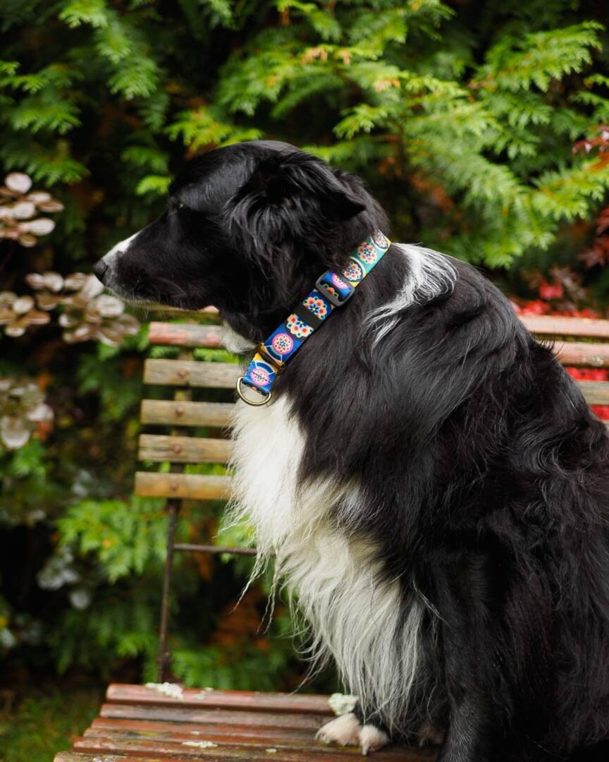 obroża półzacisk seoul harmony lila i granat (3) półzaciskowa obroża seoul harmony granat