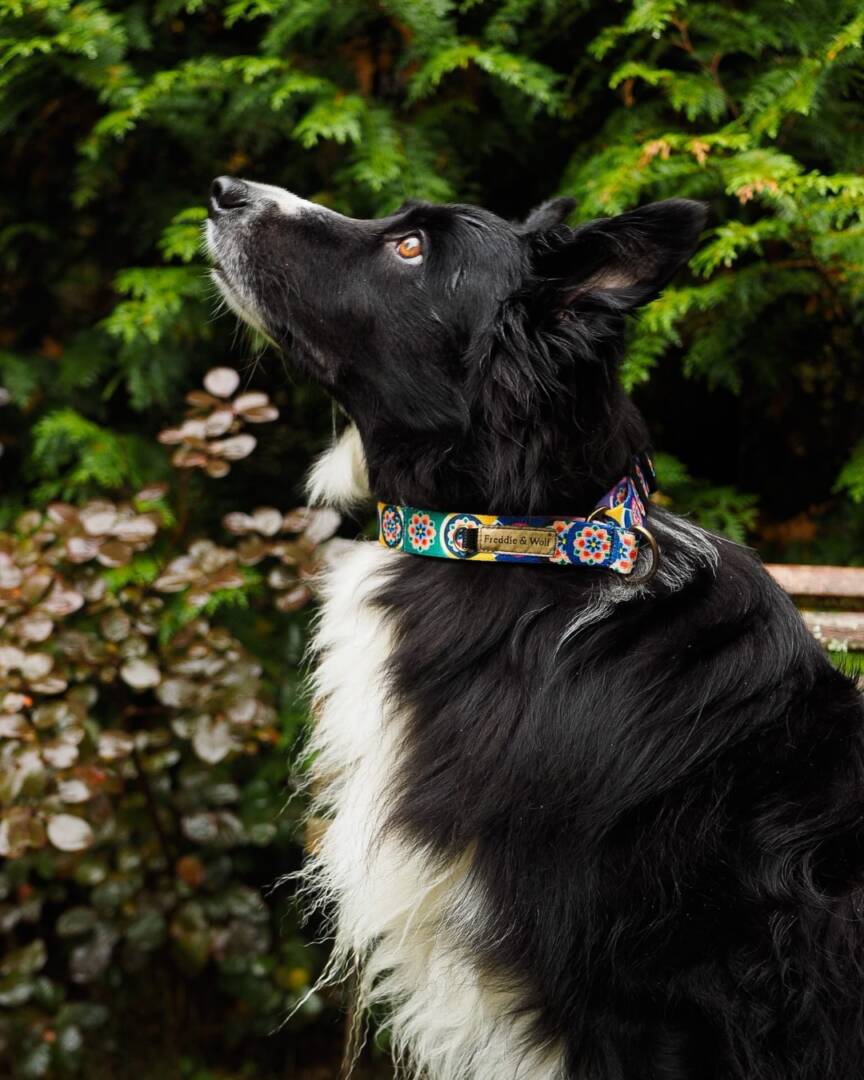 półzaciskowa obroża seoul harmony granat półzaciskowa obroża seoul harmony granat