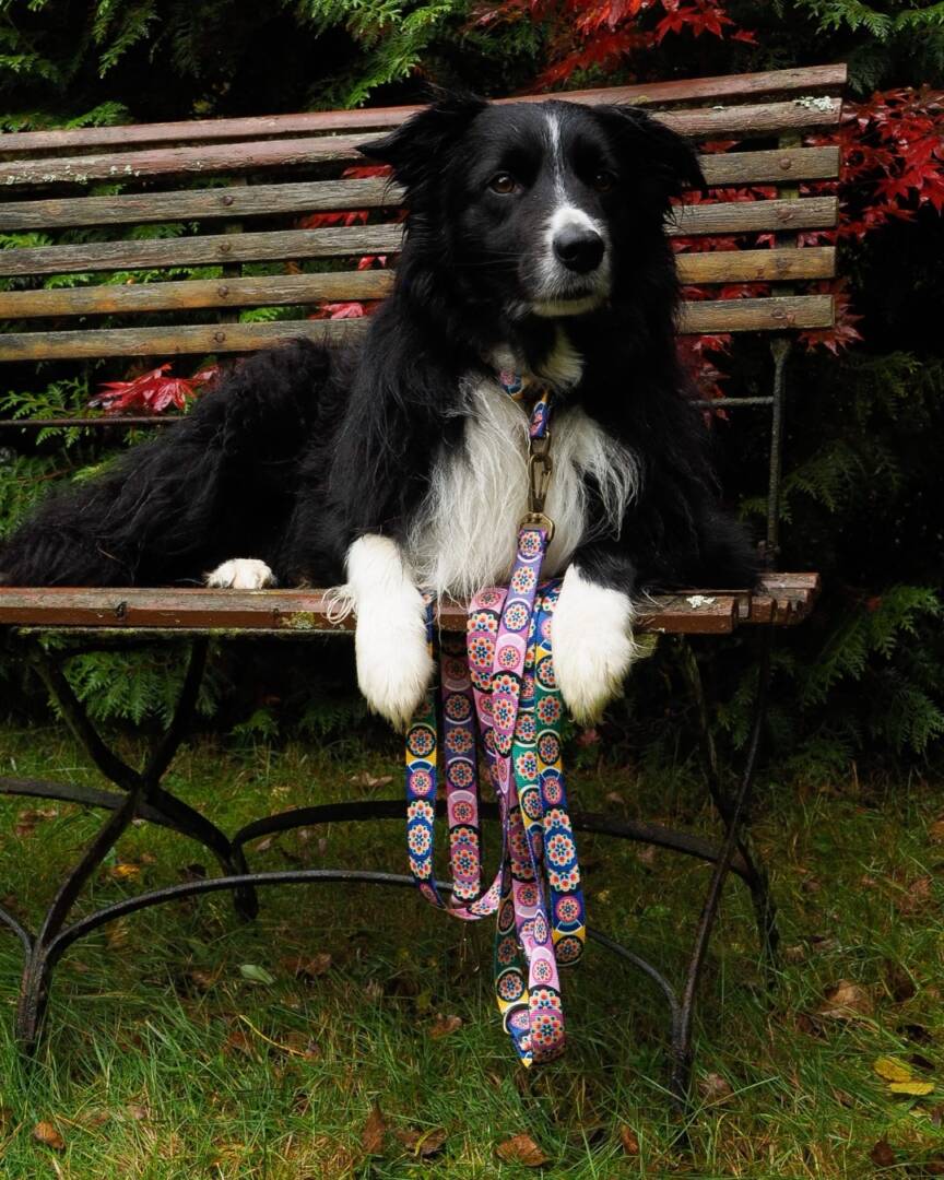 smycz przepinana seoul harmony lila