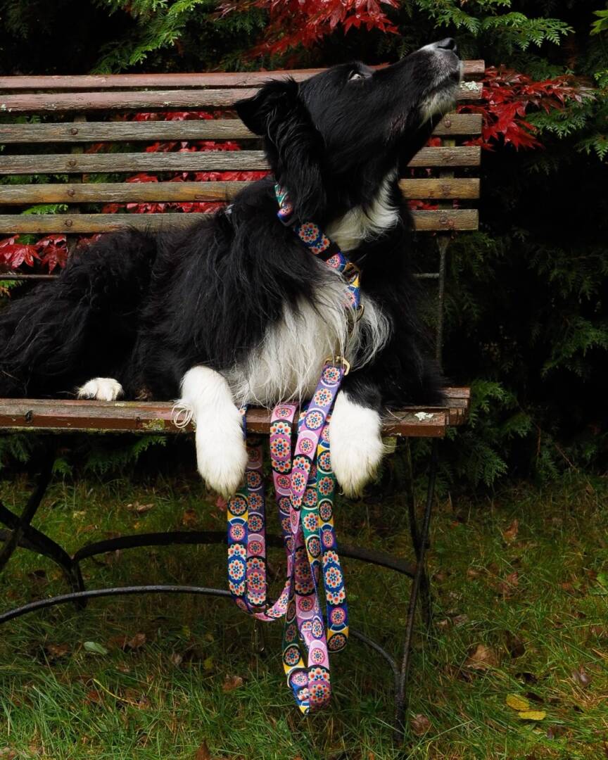 smycz przepinana seoul harmony lila (8) smycz przepinana seoul harmony lila