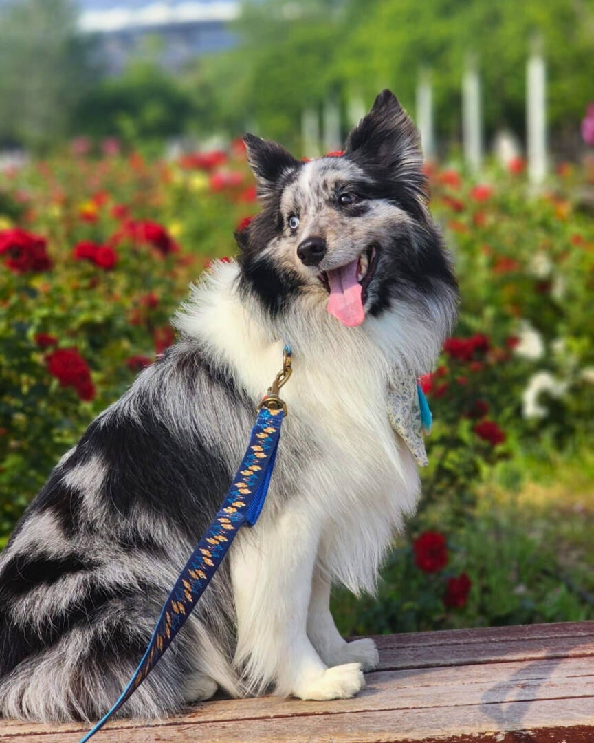 Flores blue Freddie and Wolf smycz leash kwiaty (1) Flores blue Freddie and Wolf smycz leash kwiaty