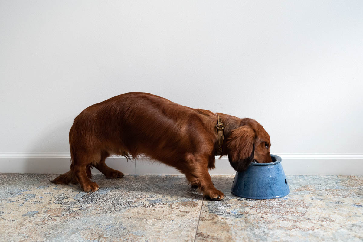 miska ceramiczna dla psa z długimi uszami