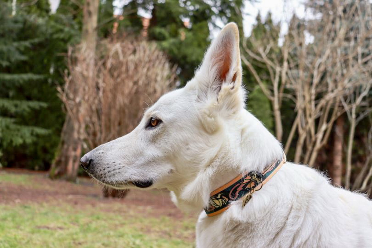 mosiężna adresatka dla psa obroża na klamrę owczarek szwajcarski