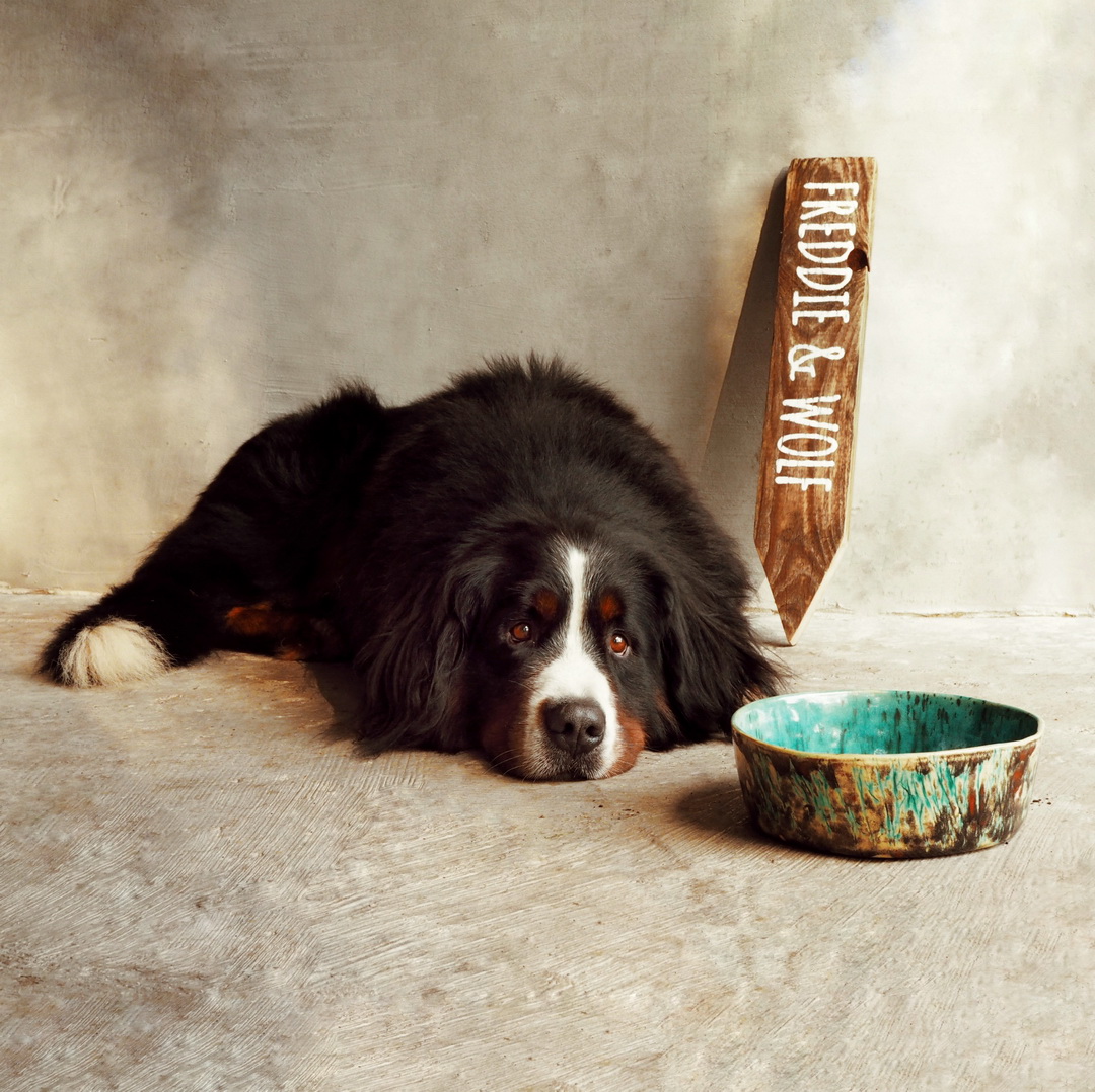 miska ceramiczna dla psa berneński pies pasterski