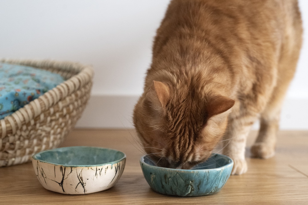 ceramiczna miska dla kota lub małego psa