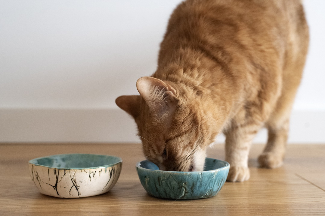 ceramiczna miska dla kota lub małego psa