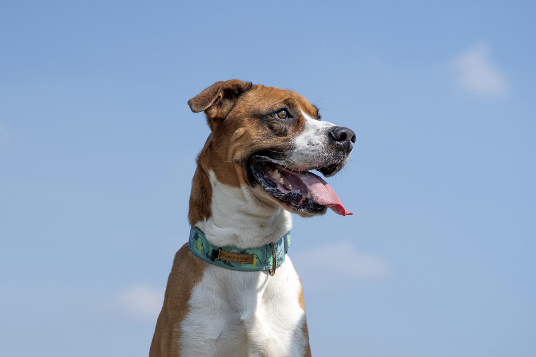 schronisko2aaa obroża na klamrę