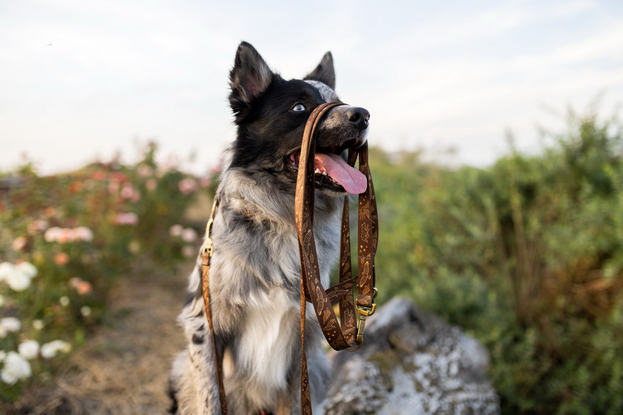 smycz przepinana biegnąca z wilkami border collie freddie & wolf