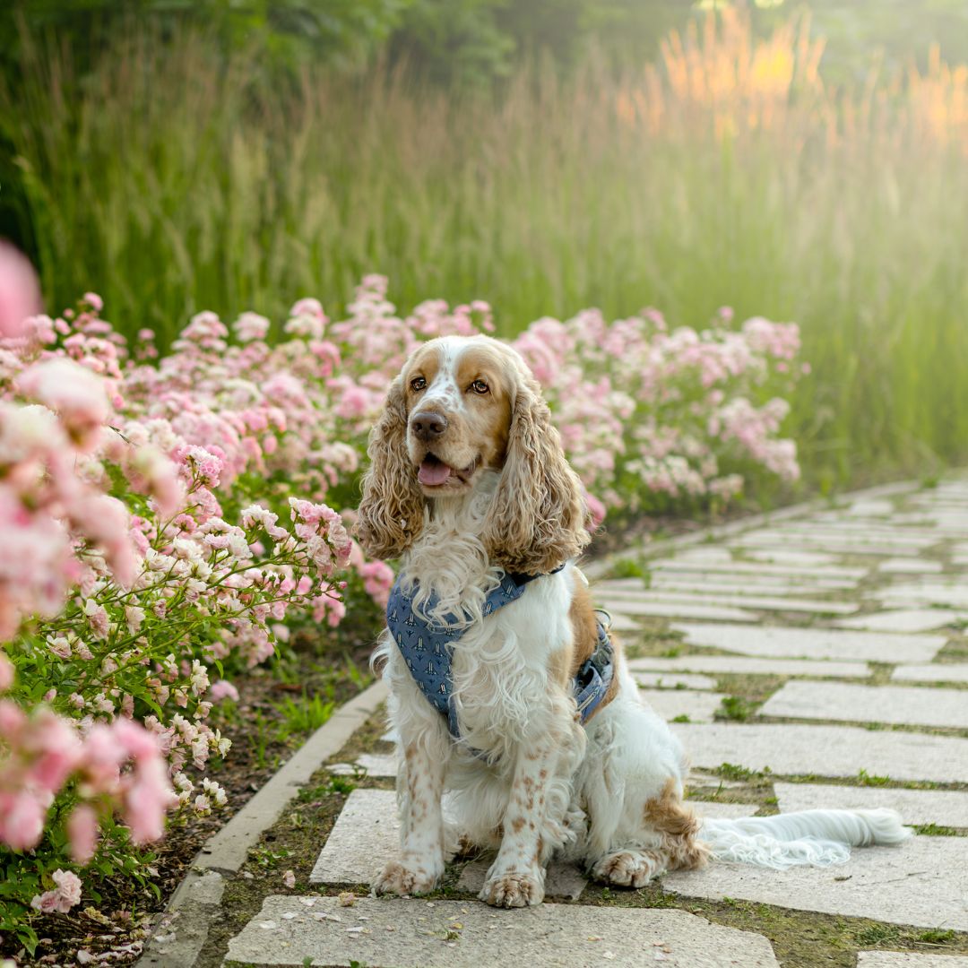 szelki weles blue szelki bezuciskowe weles blue pressure free harness