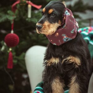 nauszniki snood dla psa Magiczne Pieski