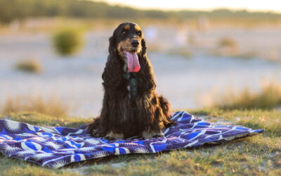 Komfortowa mata podróżna | Travel dog mat