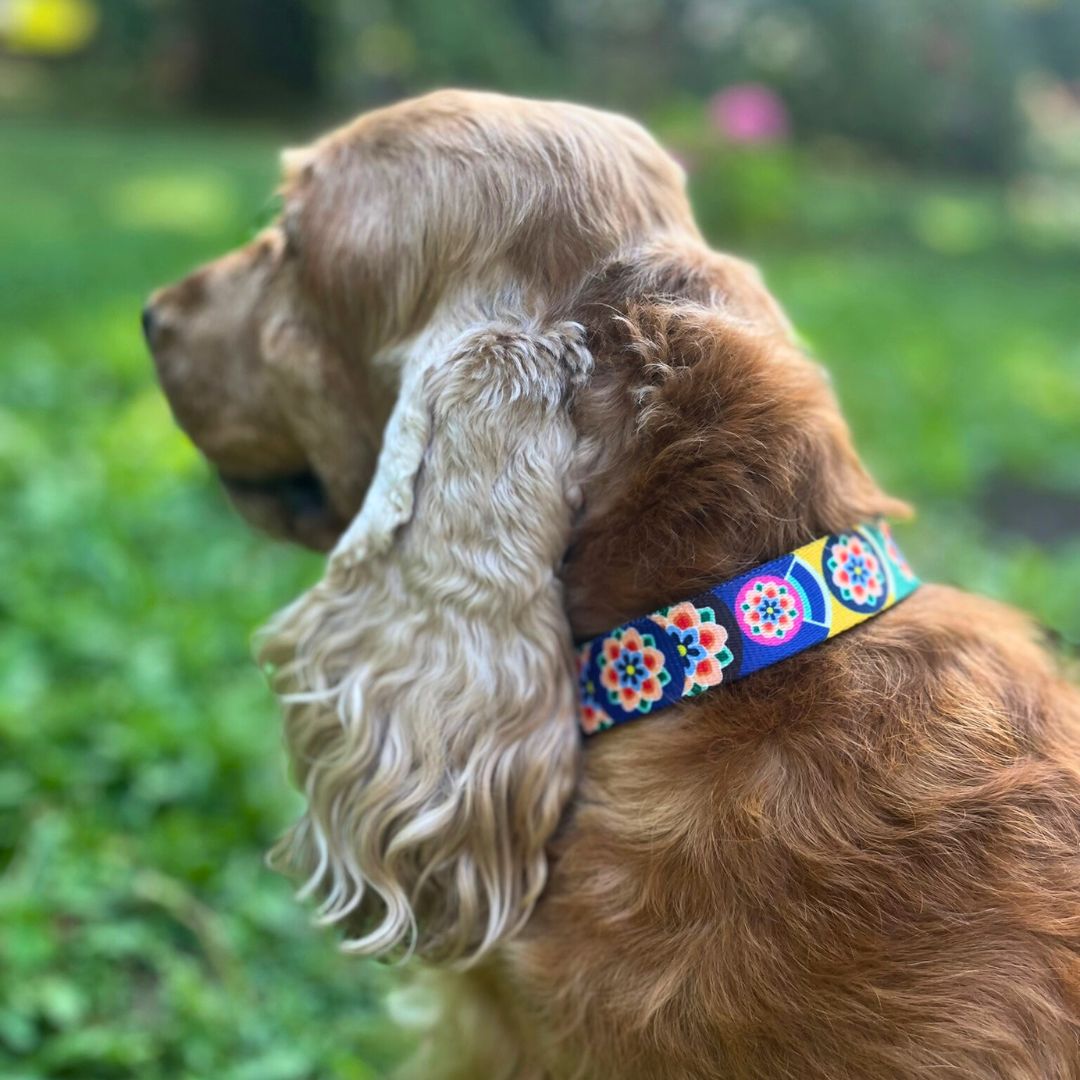 obroża półzaciskowa seul Freddie & Wolf (11) obroża półzaciskowa Seul Freddie & Wolf