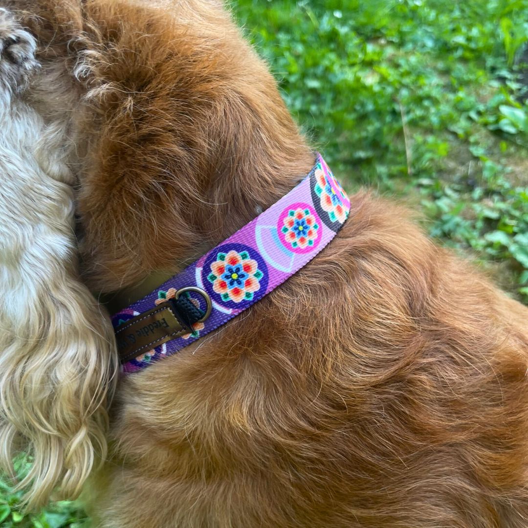 obroża półzaciskowa seul Freddie & Wolf (12) obroża półzaciskowa Seul Freddie & Wolf