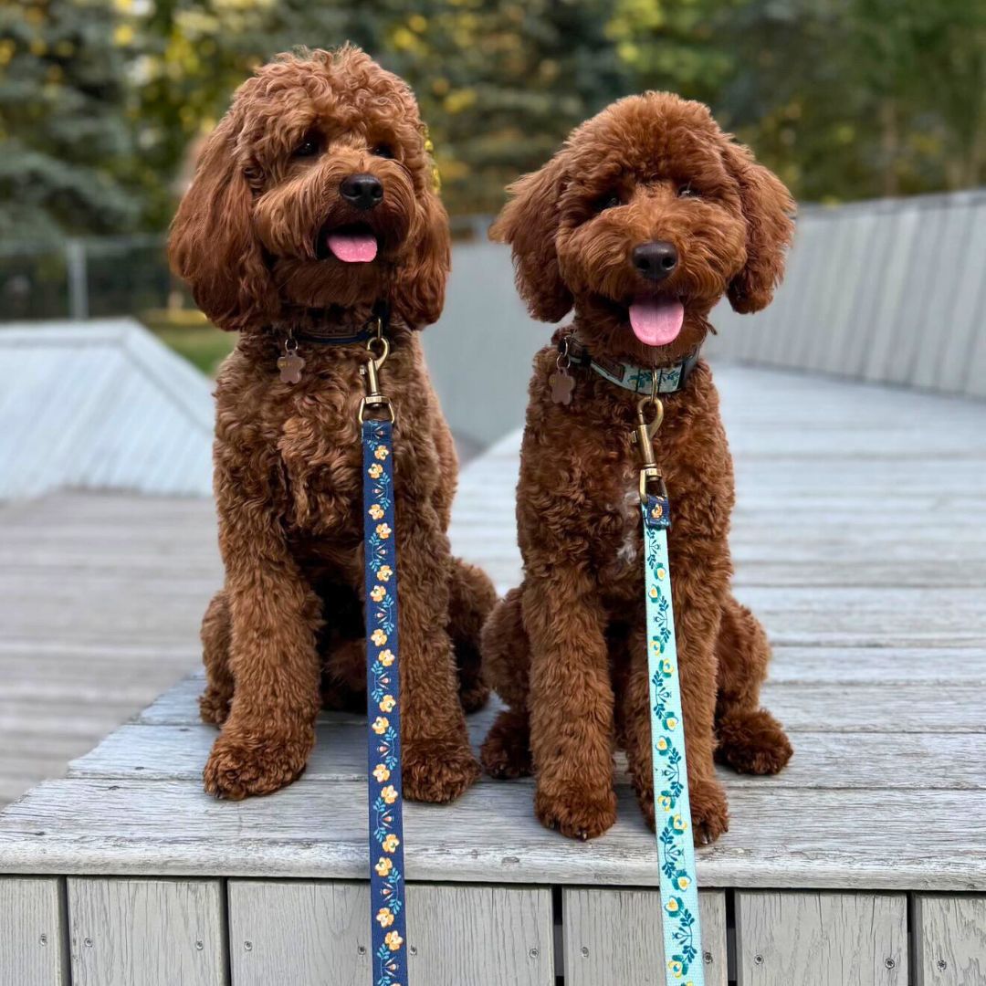 smycze leash flores blue freddie and wolf smycze leash flores blue freddie and wolf