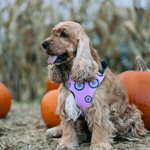 szelki bezuciskowe seoul harmony lila harness freddie and wolf