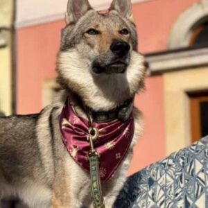 apaszka bandanka słowiański las dog bandana slavic forest