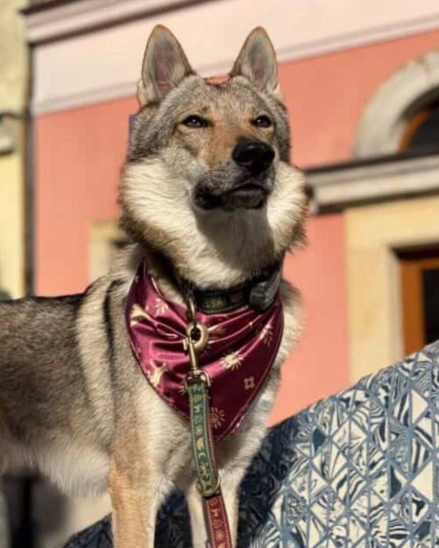 apaszka bandanka słowiański las dog bandana slavic forest apaszka bandanka słowiański las dog bandana slavic forest