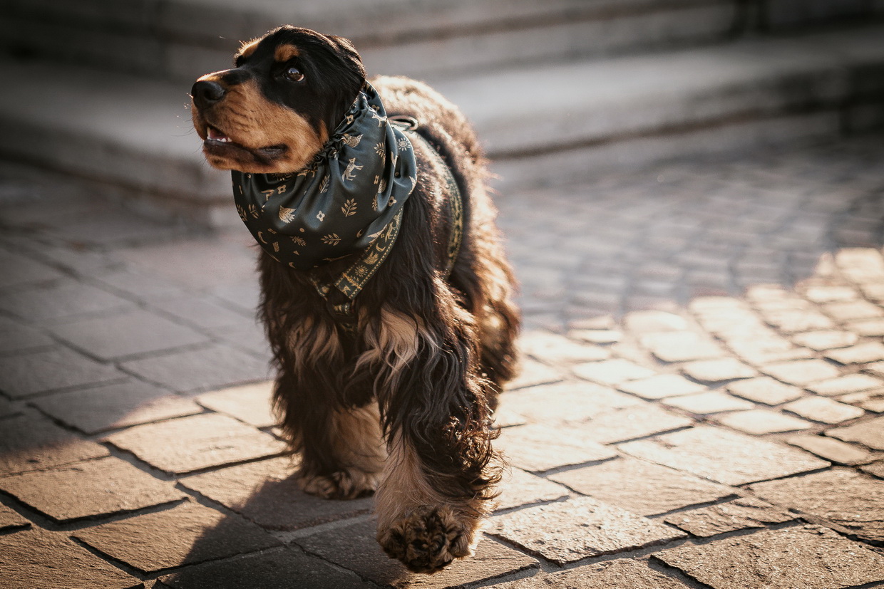 Freddie & Wolf smycz szelki snood cocker spaniel słowiański las dog harness leash2 snood smycz obroża slowianski las slavic forest fredie and wolf