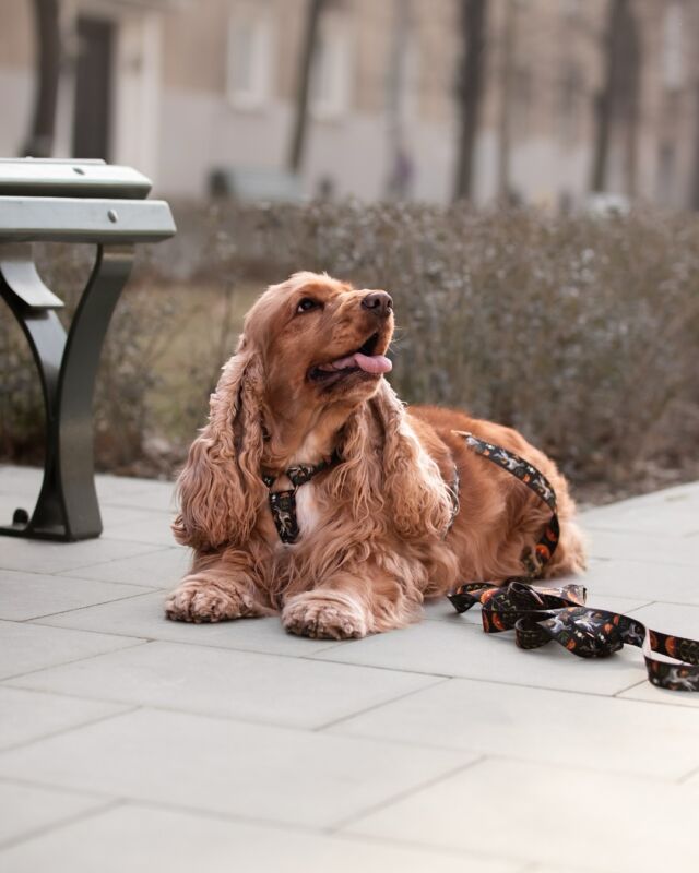 🌙 Sweet Harmony is relaxing after the weekend fun, proudly wearing our new Moonlight collection.✨

Nasza urocza Harmosia relaksuje się po weekendowych szaleństwach urodzinowych szefowej. 🤭🥳 Oczywiście w pełnym stylu – prezentując nasz nowy wzór Moonlight na szelkach guard. 🖤🐾

Jak Wasze czworonogi reagują na liczne odwiedziny przyjaciół? Koniecznie dajcie nam znać w komentarzu. 🐶 U nas Fay lubi trzymać dystans, a goście zawsze szanują jej przestrzeń, Harmosia dla odmiany bardzo cieszy się ze wszystkich buziaków i głasków. 🤭♥️

📸 ciocia Dorota @czulewibrysy 
#freddieandwolf #cockerspaniel #cockerlove #spaniellove #szelkiguard #doglover #goldenspaniel #dogphotography #smycz #spacerzpsem #pieskieżycie #pieskiesprawy #cockerdream