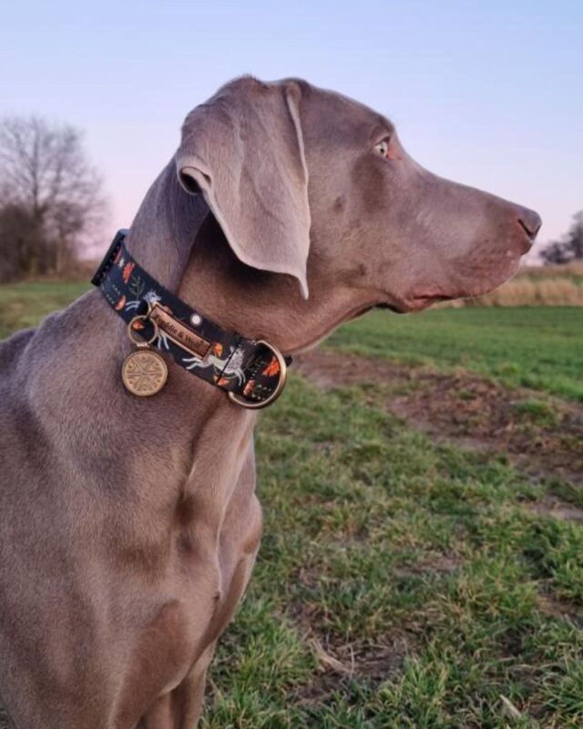 🌿 Wiosenny spacer z Zagerem. 🐾 Ten elegancki młodzieniec ma na sobie naszą obrożę Moonlight w szerokości 3,5 cm z klamrą z zabezpieczeniem oraz ręcznie wykonaną zawieszkę z brązu ˗ Perun ˗

Styl, funkcjonalność i odrobina magii w jednym! ✨

🌻 Spring walk with Zager! 🐶 This elegant Weimaraner is wearing our new Moonlight collar (3.5 cm wide with buckle) and handmade, bronze Perun tag. A perfect blend of style, functionality, and a touch of magic! ✨

#freddieandwolf #dogcollar #obroża #moonlight #wyżeł #weimaraner #wyżełweimarski #doglover #springvibes #adventuredog #dogstyle #hikingdog #outdoordog #dogaccessories #handcrafted #naturelover #wilk #wolfdesign
