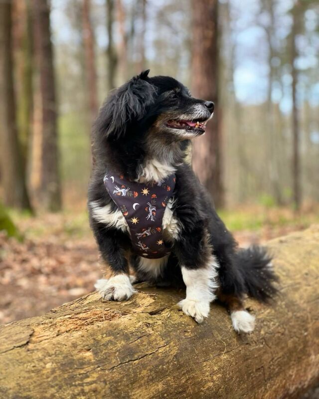 Kilka dni temu obchodziliśmy Światowy Dzień Kundelka, więc nie mogło zabraknąć i u nas kochanych słodziaków. 🐶

Senior Porter (w bezuciskowych szelkach 
Moonlight) i Kapselek (w obroży z tej samej kolekcji), pozują na leśnym spacerku. Chłopcy mają na sobie akcesoria uszyte na miarę, bo u nas każdy psiak może liczyć na idealne dopasowanie. 🥰

Jesteśmy ogromnie wdzięczni wszystkim, którzy angażują się w walkę z bezdomnością zwierząt — dając dom tymczasowy, wspierając zbiórki, adoptując, udostępniając. ♥️ Nasza koleżanka Ela od lat pomaga starszym i schorowanym spanielom z fundacji @grosikdlaspanieli — którą z radością zawsze wspieramy poprzez organizowane bazarki. Tak samo jak lokalne schronisko i inne małe akcje pomocowe.

Nie jesteśmy w stanie pomóc każdemu, jesteśmy małą firmą — ale jeśli tylko możemy, to zawsze działamy z sercem. 🫂♥️

🇬🇧
We celebrated World Mutt Day with Porter in our Moonlight pressure- free harness and Kapsel in the matching collar — both tailored to fit their unique shapes. We’re grateful for everyone who supports rescue dogs. ♥️

📸 Natialia & Sebastian z @blackdogstudio_pl 

#freddieandwolf #piesek #spacerzpsem #polskilas #kundelek #kundelek🐾 #psiafotografia #szelkidlapsa #dogaccessories #szelki #wolfdesign #obroża #muttlove #ʜᴀɴᴅᴍᴀᴅᴇᴡɪᴛʜʟᴏᴠᴇ #dogharness #psiaki #dogsoftheday