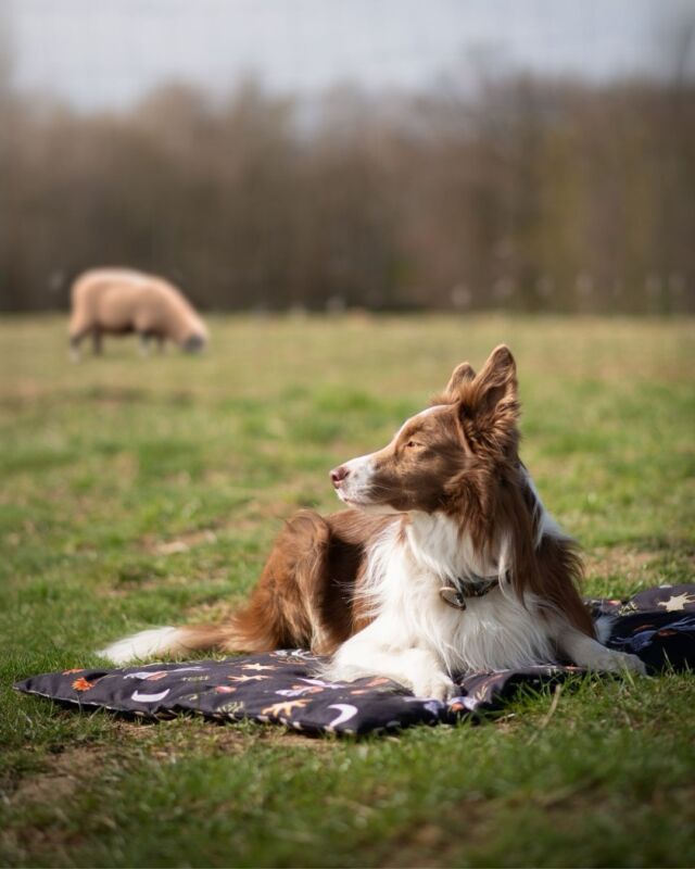 Słodka Hauru w swoim żywiole. ♥️ Dzień z owieczkami produktywnie spędzony, ale odpoczywać też trzeba! Dlatego po zajęciach wygodnie leżakuje na naszej macie podróżnej, a jej look dopełniają obroża i smycz z kolekcji Moonlight.

💫 Czasami pytacie o karabińczyki aluminiowe z wytrzymałością do 400kg, dlatego teraz za dodatkową opłatą można będzie zamówić je dla większych psiaków.

Z kodem „Hauru” możecie złapać również 10% rabatu. 🐶

🇬🇧
Hauru is living her best life – stylish, relaxed, and ready for new adventures! She’s chilling on our travel mat and wearing the Moonlight collection collar and lead. 💫

#freddieandwolf #bordercollie #matadlapsa #dogstyle #workingdogsofig #podróżzzpsem #psiak #obrożadlapsa #smyczdlapsa #travelmat #pracazpsem #bordercolliepolska #piesek #psipartner #dogcamping #polskamarka #dogfriendly #border