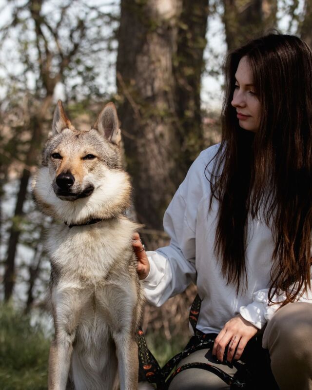Jak to dobrze mieć takich fotogenicznych przyjaciół, 🤭 wtedy każdy spacer może zamienić się w sesję zdjęciową. 😍 Klaudia i Recoil to zgrany team, który pięknie zaprezentował naszą nową letnią bluzę i kolekcję spacerową Moonlight, która świetnie podkreśla wilczy charakter modela. 🐺

Ten przystojniak po raz pierwszy poznał też Harmoszkę & Fay i choć były nowe w jego świecie, z miejsca zyskały ochroniarza. Rico z powagą pilnował, by żadna nie zboczyła z trasy. 😁

To właśnie za takie chwile kochamy wspólne spacery! 🥰

🇬🇧 Klaudia & Recoil are rocking our Moonlight collection and summer sweatshirt! Rico met his new spaniel friends Harmony & Fay and instantly became their loyal bodyguard. ♥️ Moments like these make our walks unforgettable.

#freddieandwolf #spaniel #wilczak #wolfdog #szelki #obroża #smycz #wilczakczechosłowacki #dogaccessories #dogsquad #czterylapy #dogsoftheworld #spacerzpsem #kochampsy #psimodel #wakacjezpsem