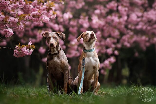 Piękne Hula i Diuna na tropie wiosny! 🌸

Jedna marzy o błotnych kąpielach, druga o romantycznym spacerze pod kwitnącą wiśnią. 🤭Dziewczynki pozują w obroży Flores i Biegnąca z Wilkami oraz smyczy Moonlight. 🌝🐺 Kto w końcu zabroni łączyć różne style?! Jak to mawiają, ładnemu we wszystkim ładnie. 😉

Wiosna, to moja ulubiona pora roku. Dla naszych słowiańskich przodków była początkiem nowego cyklu i czasem odrodzenia – celebrowali ją ogniem, wodą i wiarą w powrót światła. 🌞
 
🇬🇧 Spring queens - Hula & Diuna with muddy paws and impeccable Freddie & Wolf style. 😉

🐶 @catahoula_psistars 
📸 @kadrna4lapy 
#freddieandwolf #dogdivas #sakura #obrożadlapsa #smyczdlapsa #psifotograf #dogmodel #catahula #wiosna #dogstyle #dogphotography #catahoulaleoparddog #catahoulaoftheday