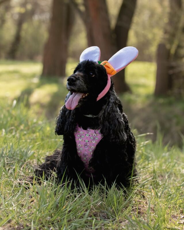 Nasze dwa króliczki Fay i Harmoszka🐰postanowiły wziąć w lany poniedziałek sprawy w swoje łapki i same się zmoczyły, wskakując do jeszcze nieczynnego oczka wodnego w sadzie… 🫠 

Nie pachniały już tak ładnie jak po wyjściu od groomera, ale na pewno wyglądały stylowo nawet z mokrym nosem, ubrane w nowe komplety. 🤭

Mają na sobie różowy motyw Drzewa Życia. 🌳
Projekt stworzony we współpracy z @joanna.wytwory zainspirowany został motywami ludowymi zdobiącymi budynek sanockiego skansenu.

Ten wzór to ukłon w stronę tradycji, natury i piękna ukrytego w detalach – idealny dla psiaków, które są nie tylko naszymi towarzyszami, ale i częścią naszej historii. 💞

A jak Wasze łobuzy spędziły świąteczny poniedziałek? Ucieczki przed konewką, czy pełna gotowość do wodnej zabawy? 🤭

🇬🇧 Fay and Harmony are wearing their comfy pressure- free harnesses from the Tree of Life collection -  they stayed stylish even with wet noses on Easter Monday. 🐣

#freddieandwolf #schowaj_uszy_ #spaniellovers #szelkidlapsa #bunnybunny #dogfashion #dogsoftheday #dogstyle #króliczek #spaniel #cockerspaniellover #spacerzpsem #cockerlife #eastervibes #funnydog #spaniellife  #psiakirozrabiaki