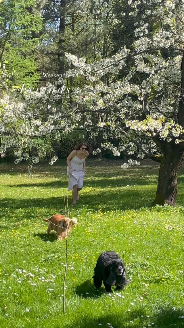 Fay, Harmosia & Rico ♥️ Nie ma to jak wspólne szaleństwa na spacerze. 😍 Fajnie kiedy psiaki przyjaciół dogadują się ze sobą i można razem spędzić weekend. 🌞 Fay, Harmosia & Rico . ♥️🐶 

#freddieandwolf #dogfriends #przyjaciele #psiaki #cockerspaniel #wilczak #spanielfun #cockerlove #spacerzpsem #wolfdog #dogfun
